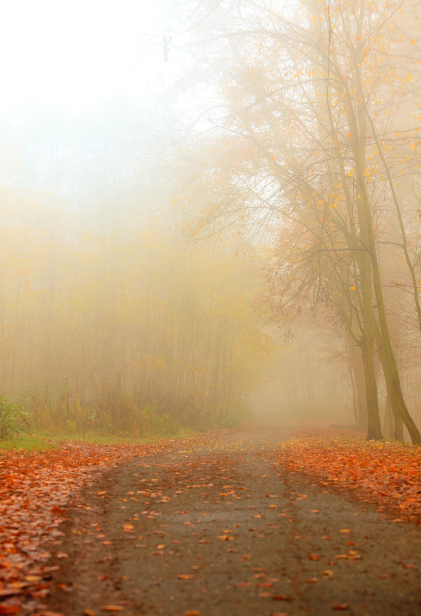thesisterhoodofshe-misty-path